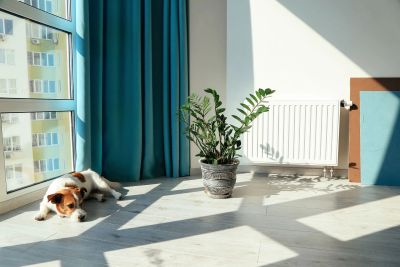 Air Purification Solutions for Pet Owners